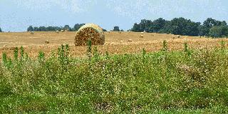 Hay Bales